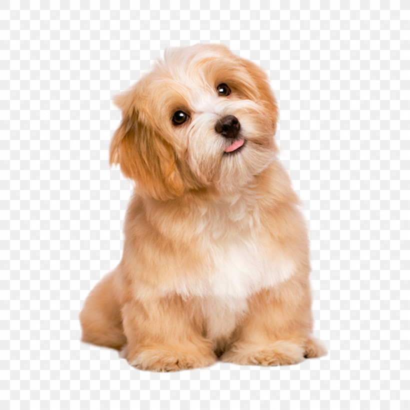 Dog Puppy Companion Dog Havanese Snout, PNG, 1024x1024px, Dog, Cavachon, Cavapoo, Cockapoo, Companion Dog Download Free