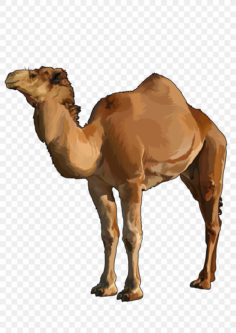 Dromedary Mind Map Domestication Animal Education, PNG, 2480x3508px, Dromedary, Animal, Arabian Camel, Breed, Camel Download Free