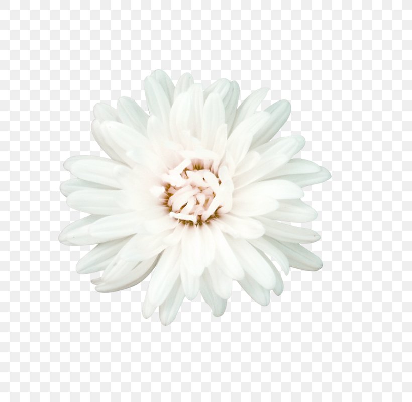 Flower White Petal, PNG, 800x800px, White, Chrysanthemum, Chrysanths, Dahlia, Daisy Download Free