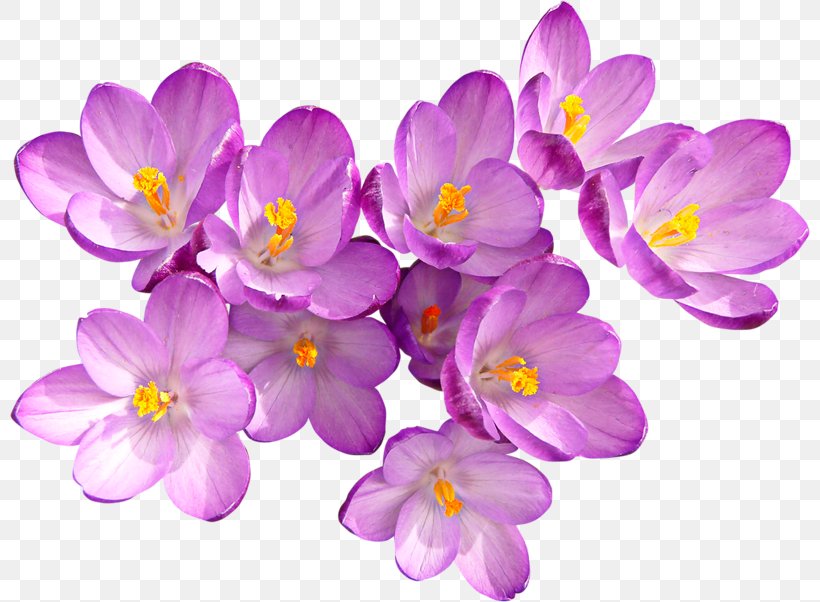 Autumn Crocus Flower Purple, PNG, 800x602px, Autumn Crocus, Blossom, Crocus, Flower, Flowering Plant Download Free