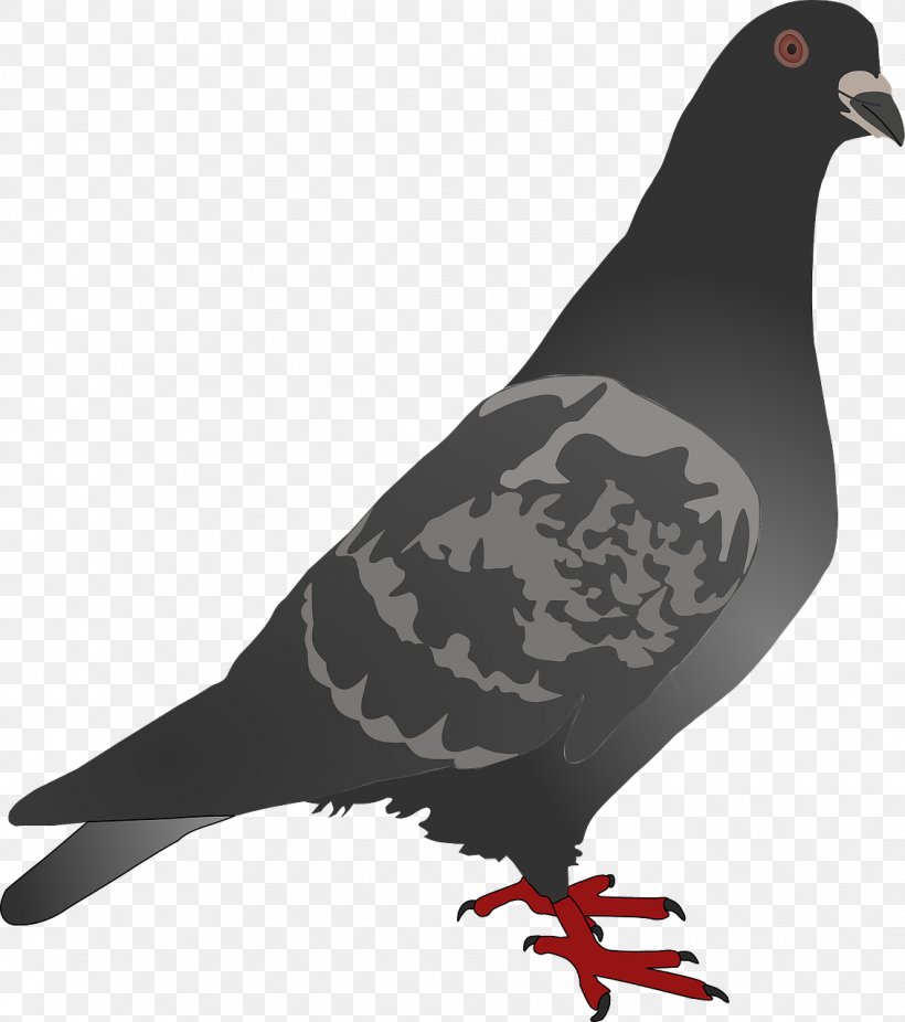 Homing Pigeon Columbidae Bird Clip Art, PNG, 1133x1280px, Homing Pigeon, Beak, Bird, Bird Flight, Columbidae Download Free