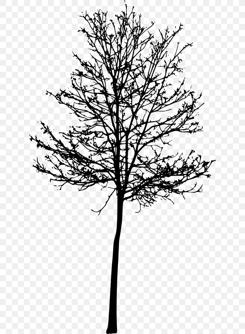 Clip Art Silhouette Image Transparency, PNG, 624x1117px, Silhouette, American Larch, Art, Blackandwhite, Botany Download Free