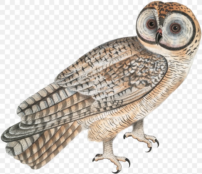 Tawny Owl Bird Tasmanian Masked Owl Barn Owl, PNG, 1800x1547px, Owl, Animal, Australian Masked Owl, Barn Owl, Beak Download Free