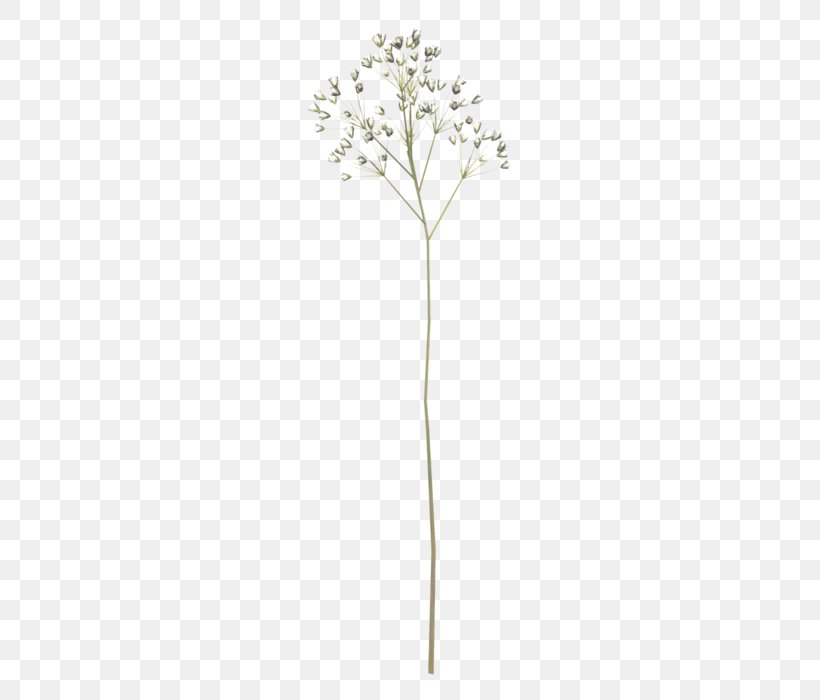 Twig Plant Stem Flowering Plant, PNG, 495x700px, Twig, Branch, Flora, Flower, Flowering Plant Download Free