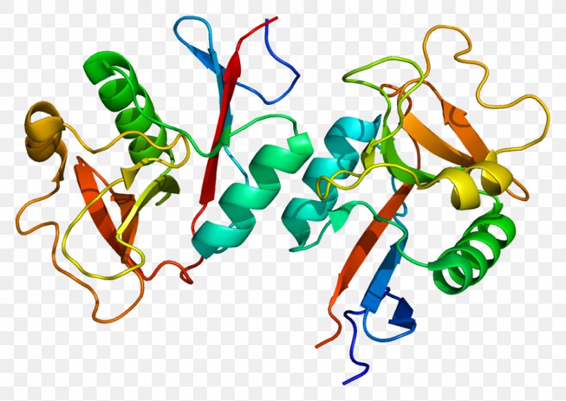 CLEC4M Membrane Protein Cell Membrane ICAM-1, PNG, 907x643px, Membrane Protein, Area, Artwork, Cell Adhesion, Cell Adhesion Molecule Download Free