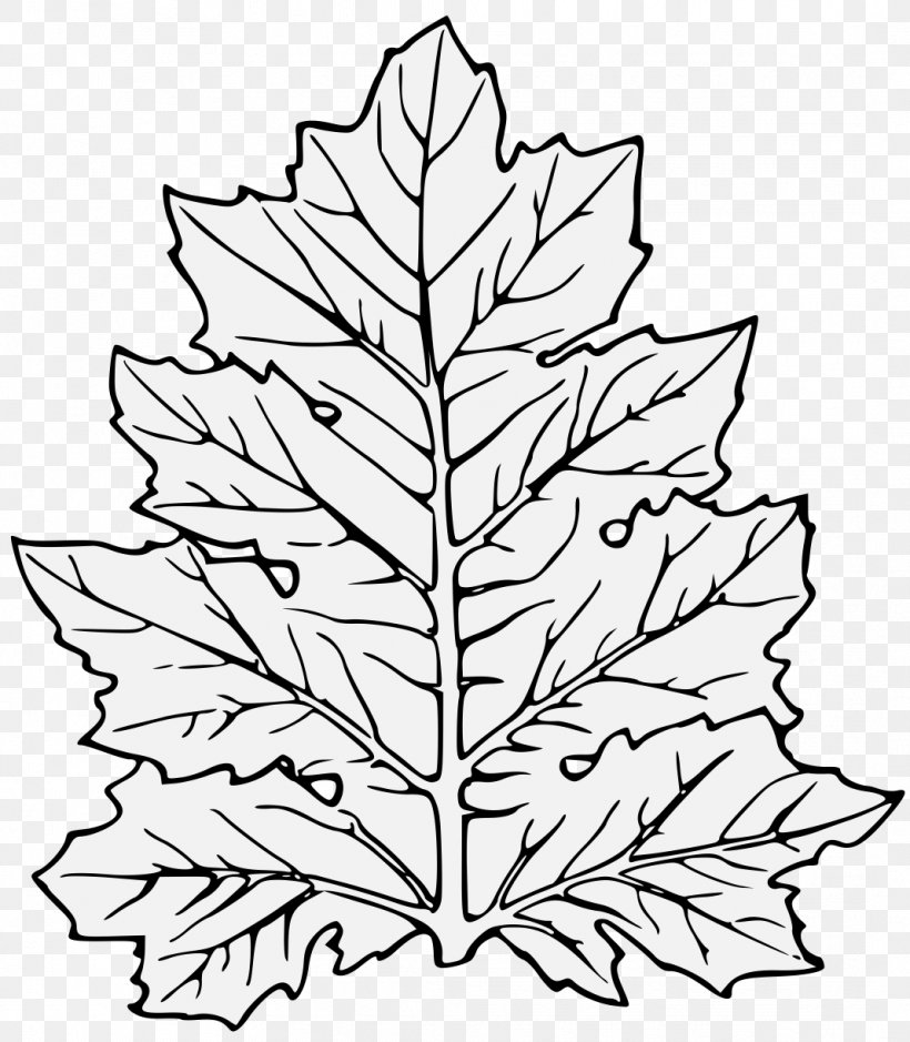 Family Tree Drawing, PNG, 1068x1223px, Line Art, Acanthus, American Larch, Blackandwhite, Branch Download Free