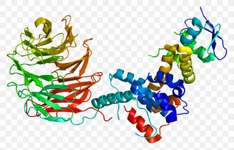 FBXW7 F-box Protein Parkin Ubiquitin Ligase, PNG, 863x555px, Protein, Art, Cancer, Cyclin, Fbox Protein Download Free