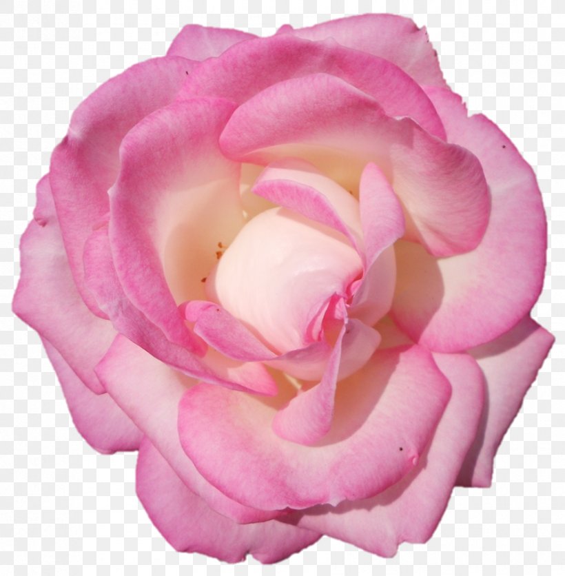 Garden Roses Cabbage Rose Floribunda Cut Flowers Petal, PNG, 890x908px, Garden Roses, Cabbage Rose, Close Up, Closeup, Cut Flowers Download Free
