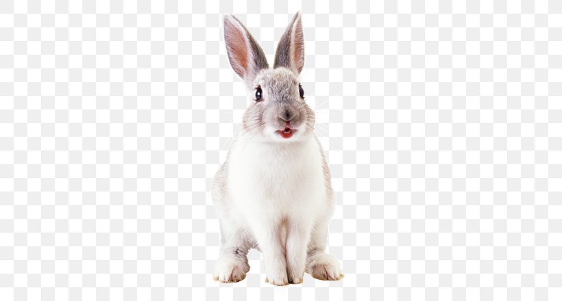 Hare French Lop Domestic Rabbit Netherland Dwarf Rabbit Easter Bunny, PNG, 579x440px, Hare, Angora Rabbit, Domestic Rabbit, Easter Bunny, Fauna Download Free