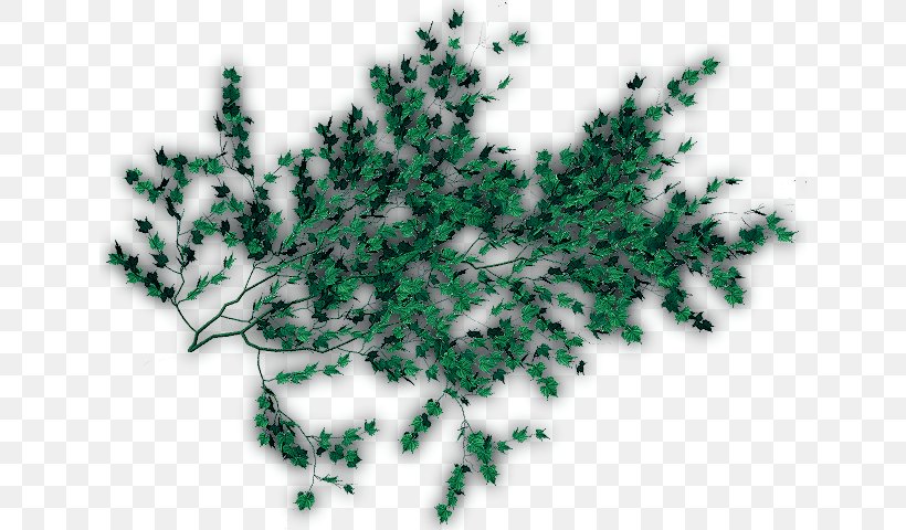 Clip Art Tree Vine Leaf, PNG, 640x480px, Tree, Branch, Conifer, Drawing, Flower Download Free