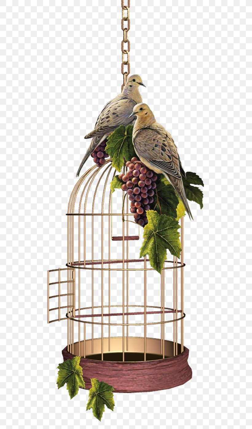 Birdcage Domestic Canary Birdcage Birds And People, PNG, 600x1392px, Bird, Bird Egg, Bird Feeder, Bird Food, Bird Nest Download Free