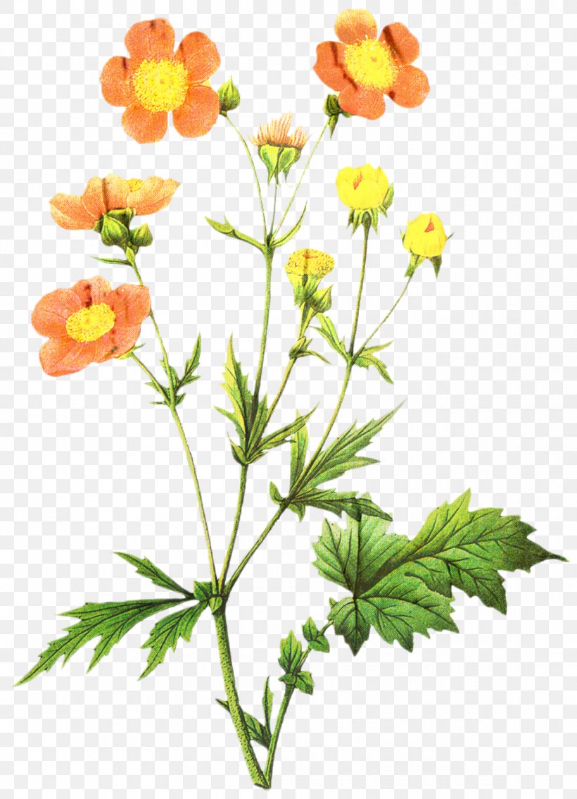 Botanical Illustration Art Stock Photography Painting, PNG, 1156x1600px, Botanical Illustration, Art, Botany, Buttercup, Cinquefoil Download Free