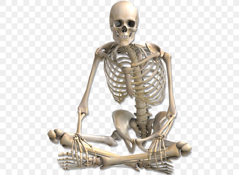 Human Skeleton Anatomy, PNG, 500x600px, 3d Rendering, Human Skeleton, Anatomy, Bone, Figurine Download Free