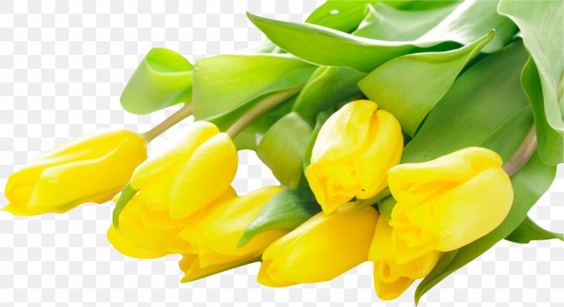 Tulip Flower Bouquet Stock Photography Yellow, PNG, 1280x698px, Tulip, Blue, Color, Dangwa Flower Market, Flower Download Free