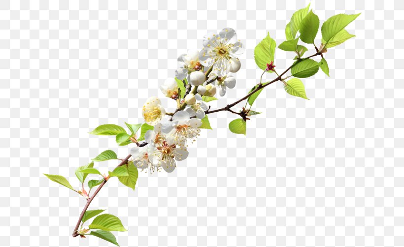 Twig Blossom Branch Clip Art, PNG, 650x502px, Twig, Blossom, Branch, Bud, Cherry Blossom Download Free