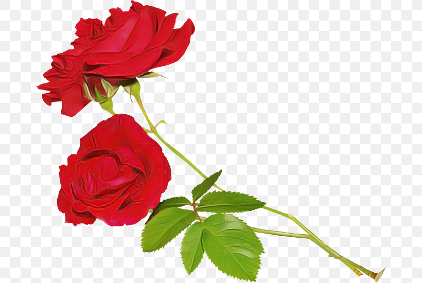Garden Roses, PNG, 680x550px, Flower, Cut Flowers, Floribunda, Garden Roses, Petal Download Free