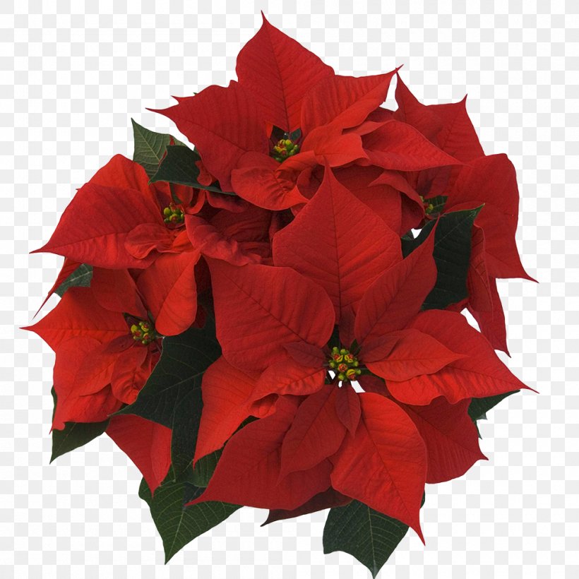Garden Roses Poinsettia Christmas Cut Flowers, PNG, 1000x1000px, Garden Roses, Annual Plant, Christmas, Color, Cut Flowers Download Free
