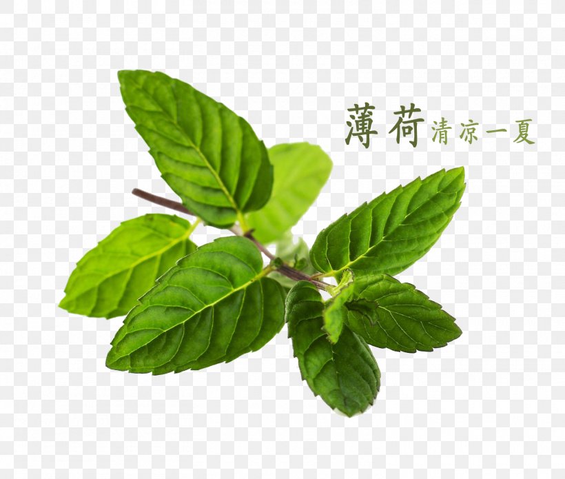 Peppermint Water Mint Mentha Canadensis, PNG, 1510x1280px, Peppermint, Basil, Gratis, Herb, Leaf Download Free