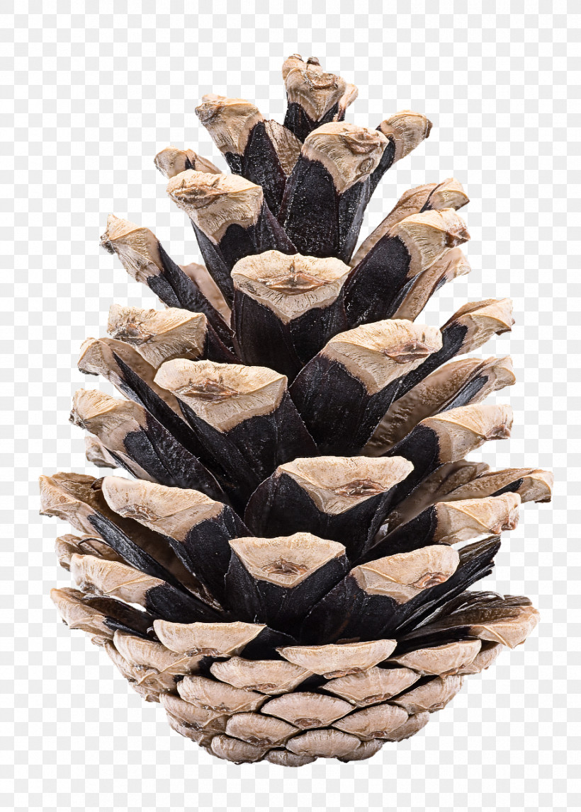 Sugar Pine Conifer Cone White Pine Red Pine Western Yellow Pine, PNG, 915x1280px, Sugar Pine, Colorado Spruce, Conifer Cone, Lodgepole Pine, Oregon Pine Download Free