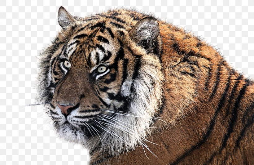 Tiger Felidae Cat, PNG, 960x623px, Tiger, Animal, Animal Sauvage, Big Cats, Carnivoran Download Free