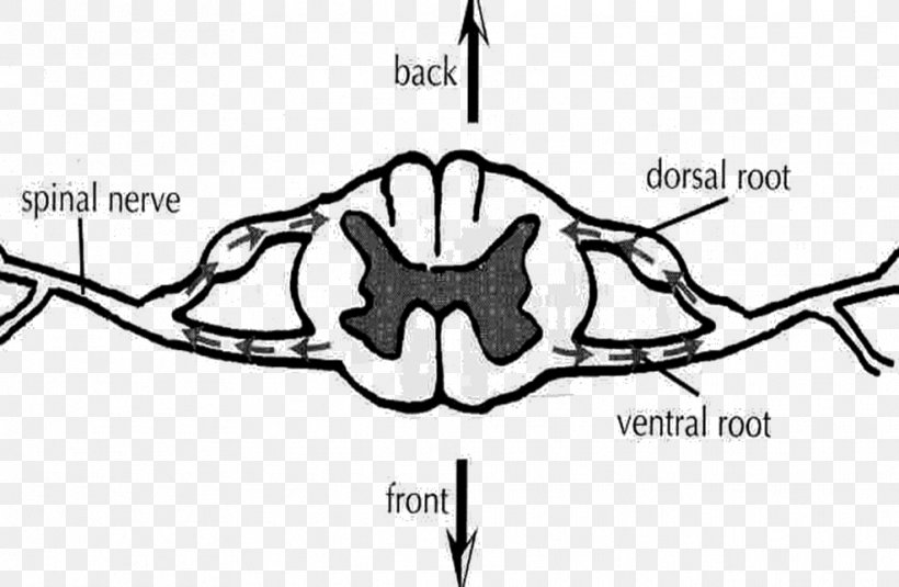 Ventral Root Of Spinal Nerve Dorsal Root Of Spinal Nerve Spinal Cord Dorsal Root Ganglion, PNG, 987x644px, Watercolor, Cartoon, Flower, Frame, Heart Download Free