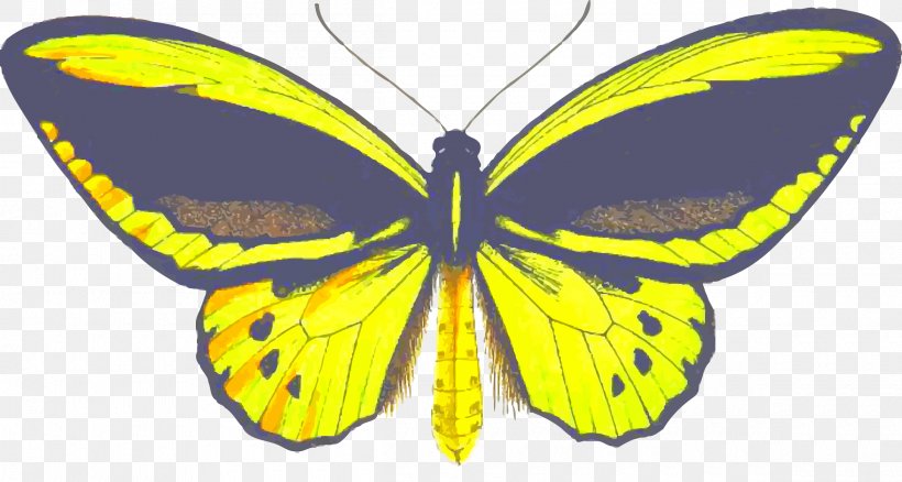 Butterfly Insect Birdwing Clip Art, PNG, 2400x1283px, Butterfly, Arthropod, Birdwing, Brush Footed Butterfly, Butterflies And Moths Download Free