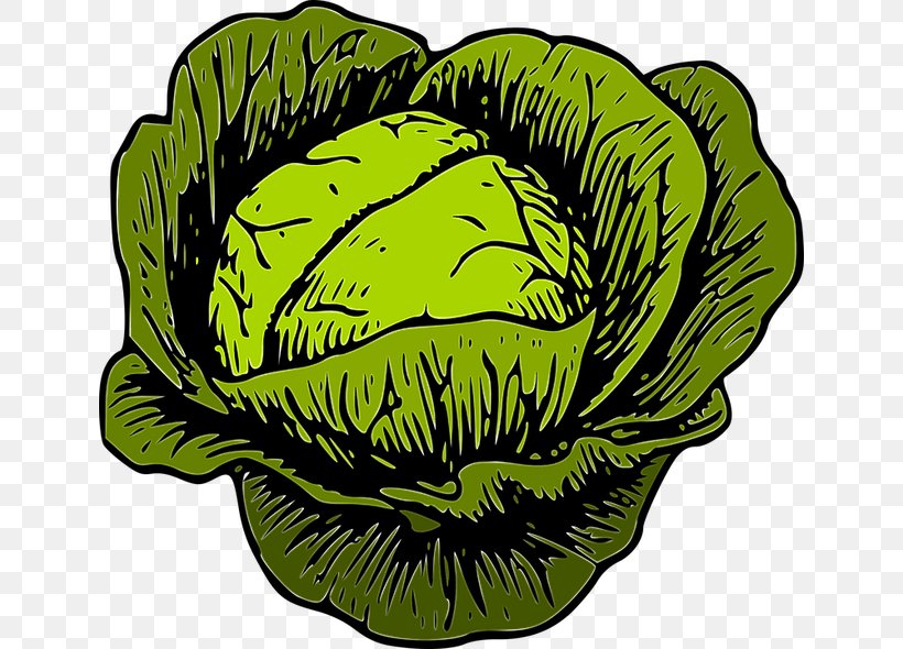 Cabbage Clip Art Cauliflower Vegetable, PNG, 640x590px, Cabbage, Botany, Brussels Sprouts, Cauliflower, Chinese Cabbage Download Free