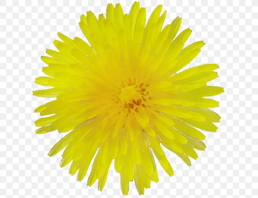 Dandelion Yellow Flower Dandelion Sow Thistles, PNG, 624x629px, Watercolor, Coltsfoot, Dandelion, English Marigold, Flower Download Free