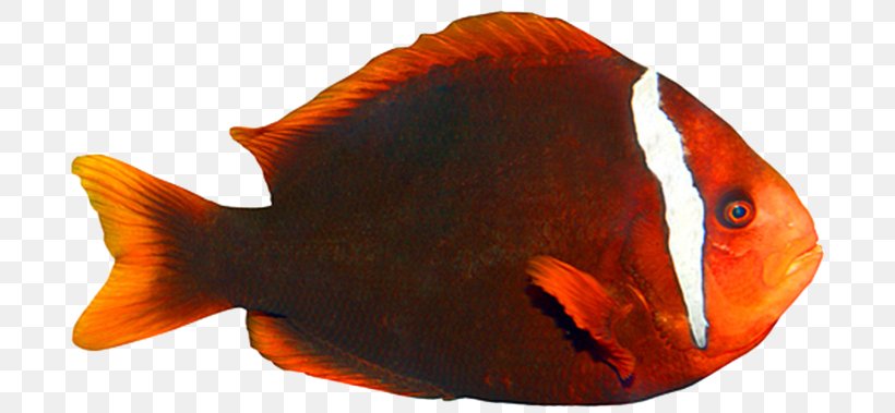 Goldfish Tropical Fish Clownfish Marine Biology, PNG, 700x379px, Goldfish, Aquarium, Aquariums, Bony Fish, Chrysiptera Parasema Download Free