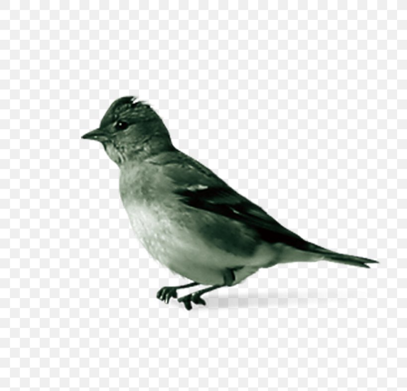 House Sparrow Bird, PNG, 787x787px, Sparrow, Beak, Bird, Black And White, Emberizidae Download Free
