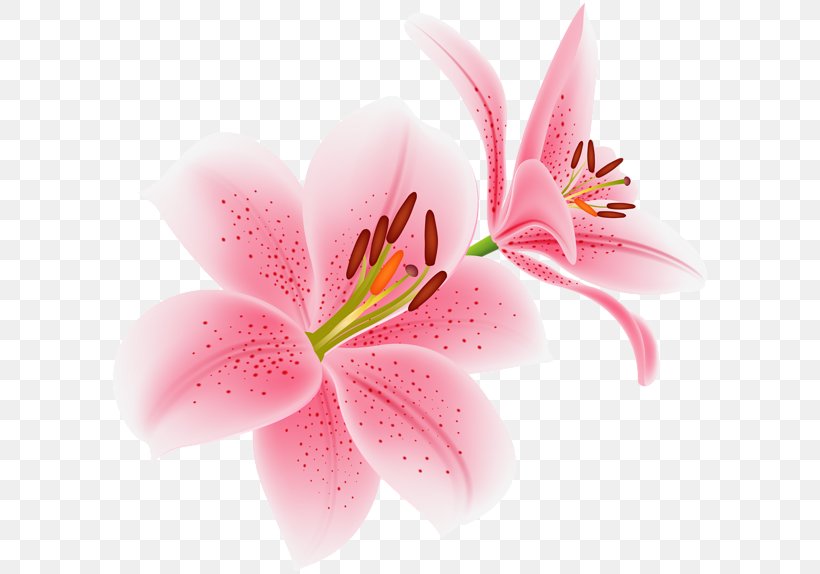 Lily Stock Photography Royalty-free Shutterstock, PNG, 600x574px, Lily, Blossom, Botany, Cut Flowers, Flower Download Free