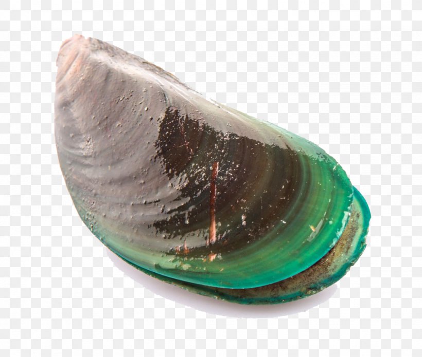 Mussel Clam Perna Viridis Seashell Oyster, PNG, 1024x868px, Mussel, Abalone, Baltic Clam, Clam, Clams Oysters Mussels And Scallops Download Free