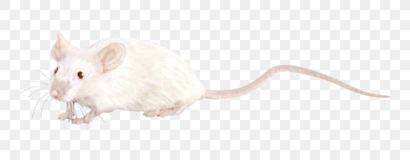 Rat Gerbil Whiskers Computer Mouse Snout, PNG, 800x320px, Rat, Animal, Animal Figure, Computer Mouse, Fauna Download Free