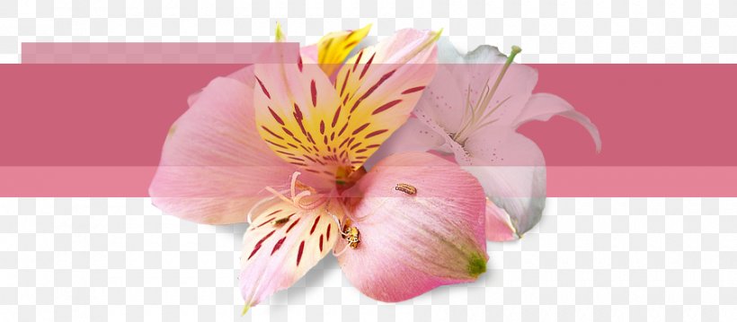 Cut Flowers Floral Design, PNG, 900x395px, Flower, Adobe Systems, Alstroemeriaceae, Blossom, Cut Flowers Download Free