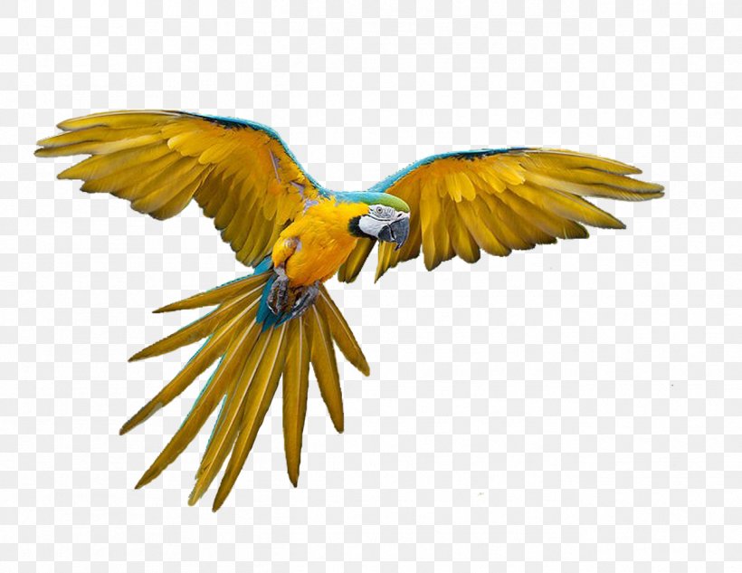 Parrot Talking Bird Clip Art, PNG, 1295x1000px, Parrot, Beak, Bird, Bird Flight, Common Pet Parakeet Download Free