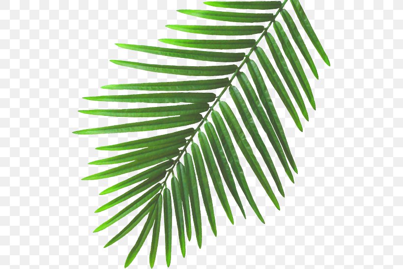 SlumberTrek Australia. Leaf Ellingworth Parade Plant Stem Beach, PNG, 528x548px, 3128, Slumbertrek Australia, Arecales, Australia, Beach Download Free