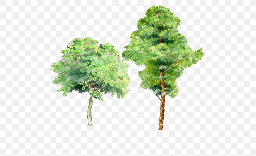 Trees Watercolor Picture Material, PNG, 502x502px, Eucalyptus Robusta, Biome, Bombax Ceiba, Computer Aided Design, Eucalyptus Archeri Download Free
