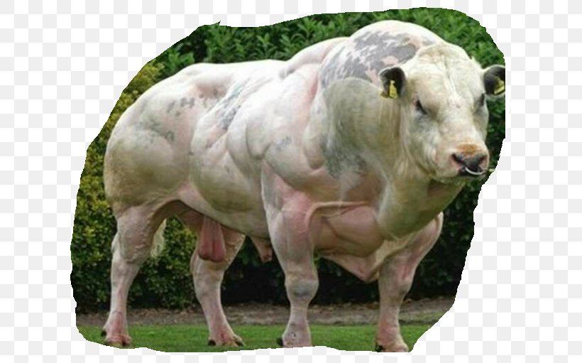 Belgian Blue Beef Cattle Double-muscled Cattle Myostatin, PNG, 641x511px, Belgian Blue, Beef Cattle, Breed, Bull, Cattle Download Free