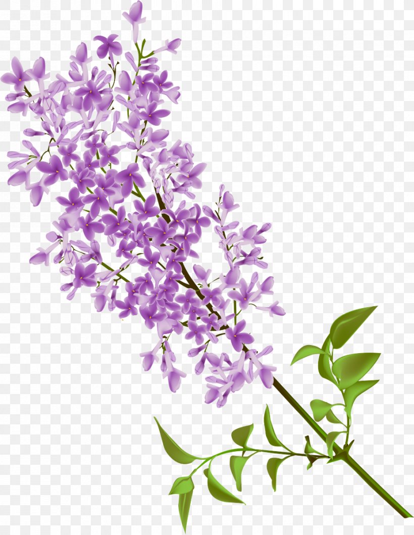 Lavender, PNG, 929x1200px, Flower, Branch, Buddleia, Flowering Plant ...