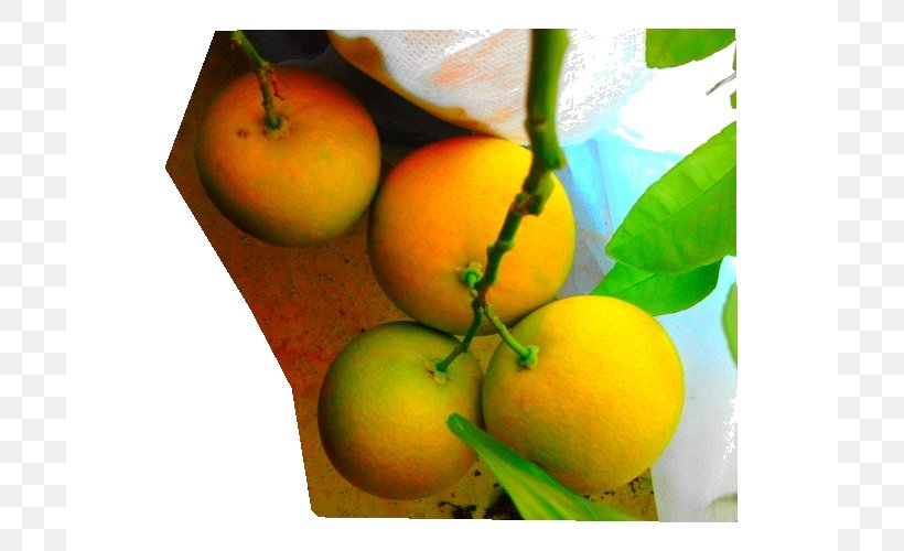 Lemon Still Life Photography Food Lime, PNG, 700x500px, Lemon, Apple, Citrus, Diet, Diet Food Download Free