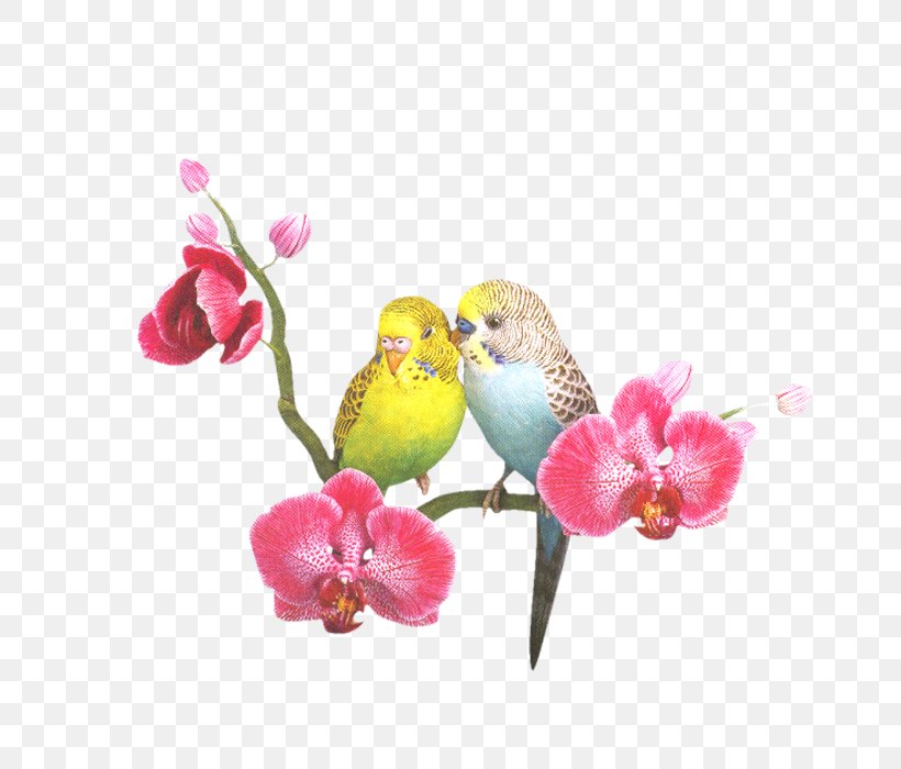 Lovebird Cockatoo Budgerigar Cockatiel, PNG, 700x700px, Bird, Beak, Blossom, Branch, Budgerigar Download Free