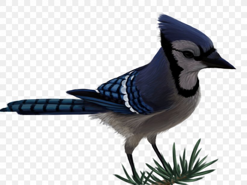 Blue Jay Bird Drawing, PNG, 900x675px, Blue Jay, American Robin, Animal, Art, Beak Download Free