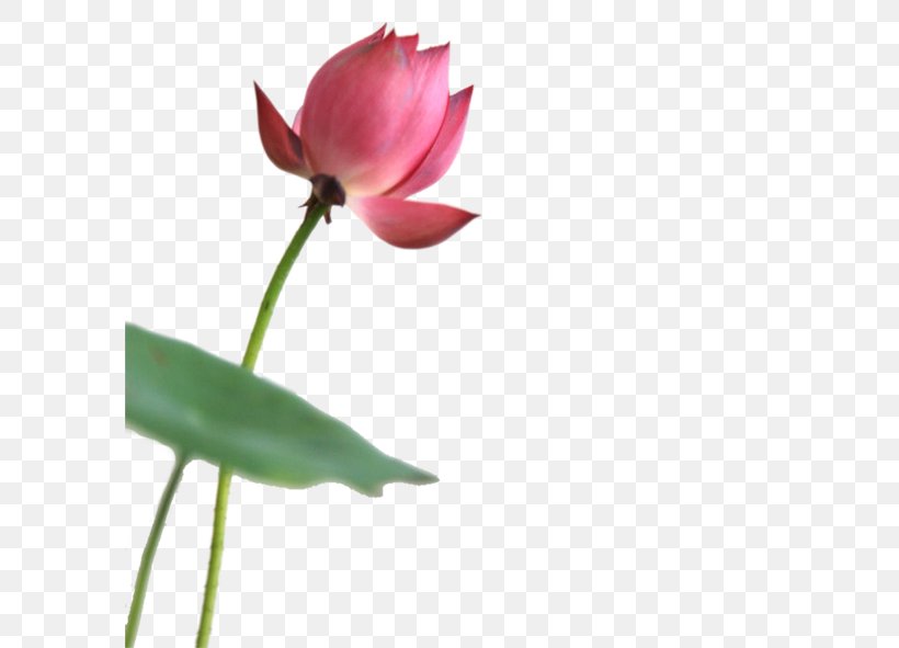 Nelumbo Nucifera Lotus Effect Aquatic Plant, PNG, 591x591px, Nelumbo Nucifera, Aquatic Plant, Bud, Flower, Flowering Plant Download Free