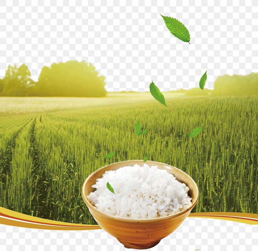 Rice Poster Gratis, PNG, 1024x998px, Rice, Advertising, Commodity, Food, Food Grain Download Free