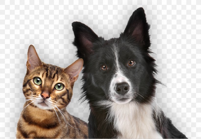 Dog–cat Relationship Dog–cat Relationship Puppy Pet, PNG, 981x680px, Cat, Border Collie, Cat Like Mammal, Cat Meat, Cats Dogs Download Free