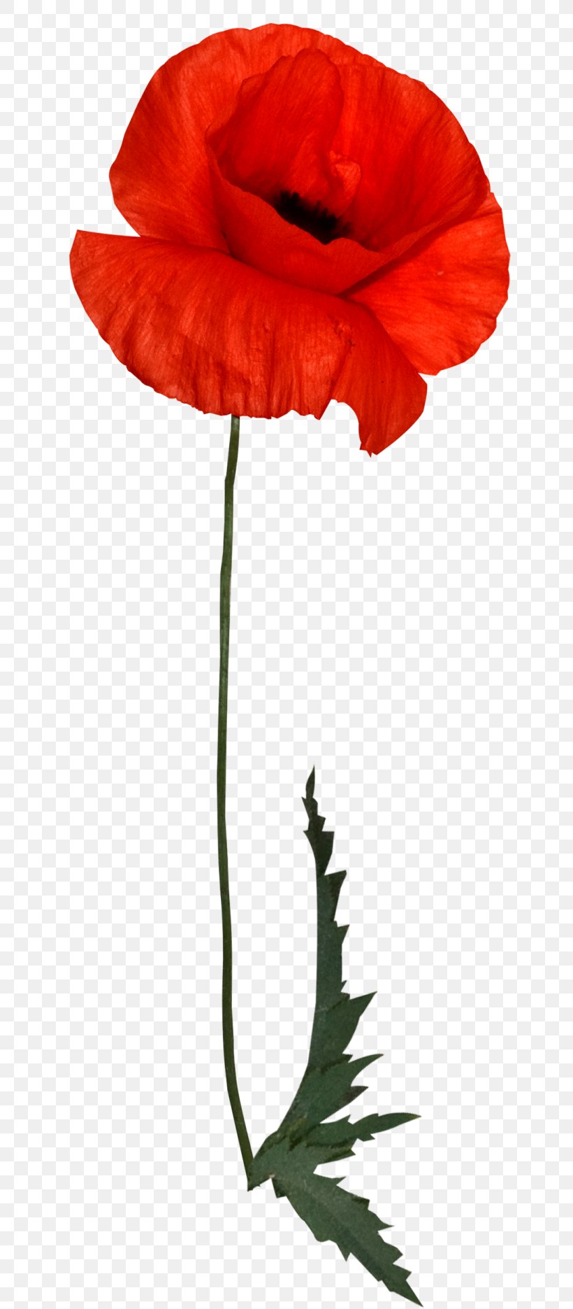 Flower Red Poppy, PNG, 700x1871px, Flower, Blog, Carnation, Color, Common Poppy Download Free