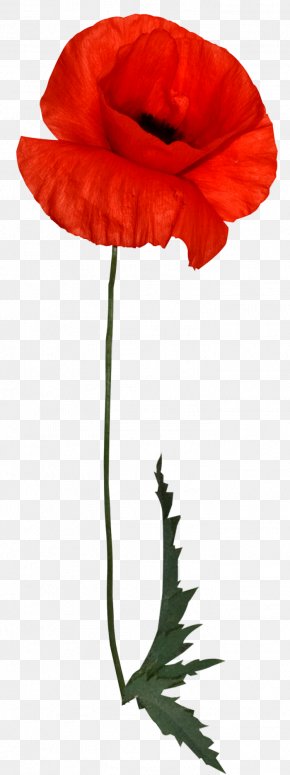 poppy images poppy transparent png free download favpng com