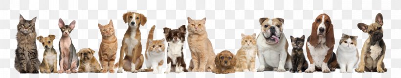 Cat Dog Pet Sitting Kitten Veterinarian, PNG, 1200x235px, Cat, Animal Rescue Group, Animal Shelter, Brush, Dog Download Free