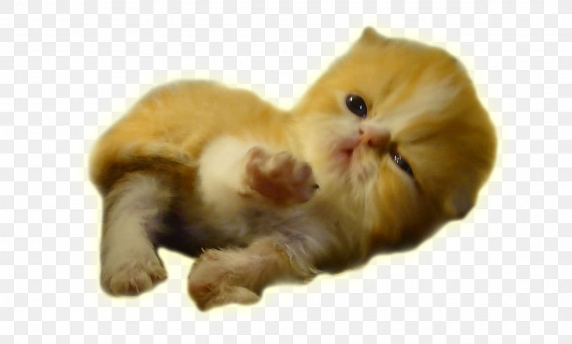 Whiskers Kitten Fur Snout Paw, PNG, 2531x1523px, Whiskers, Carnivoran, Cat, Cat Like Mammal, Fur Download Free