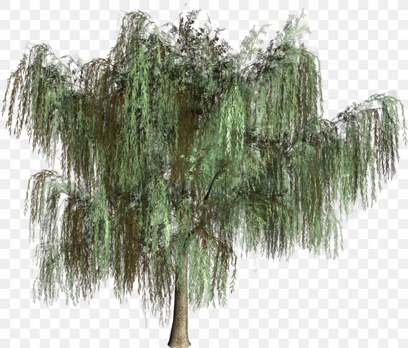 Woody Plant Tree Evergreen Conifers, PNG, 1116x952px, Woody Plant, Biome, Branch, Branching, Conifer Download Free